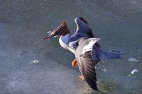 grote zaagbek (Mergus merganser) 2-2021 6309